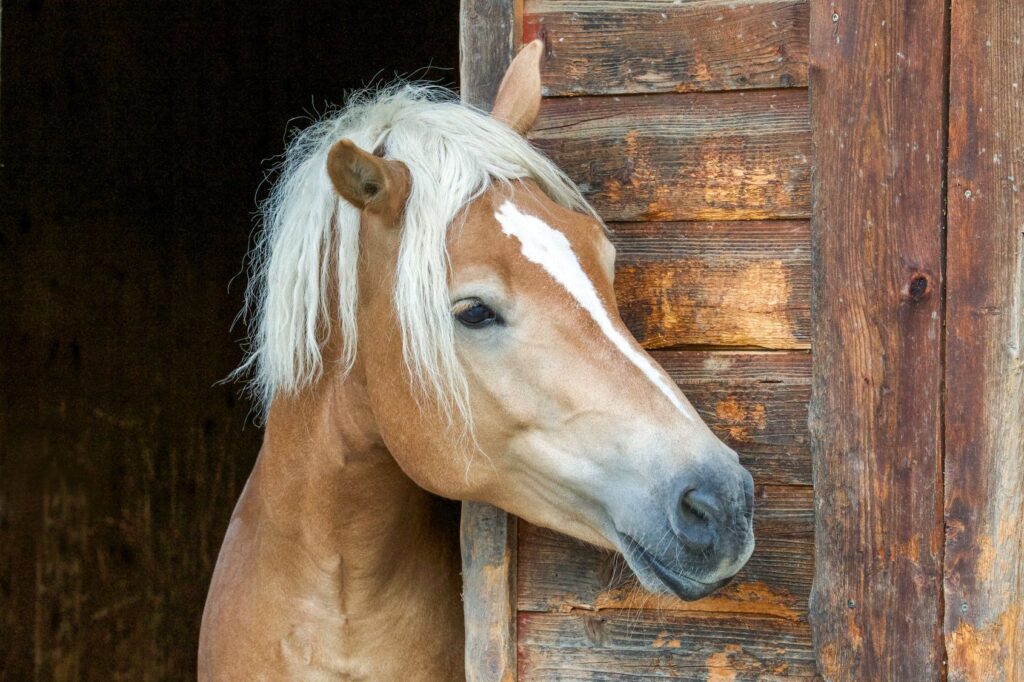 Die Arbeit ein Ponyhof? Dass das nirgendwo so ist, wissen auch Ihre Bewerber. Bleiben Sie also ehrlich!