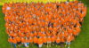 OrangeDay 2018 GSK